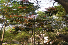 Canarium strictum